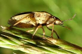 Attēlu rezultāti vaicājumam “Aelia acuminata”