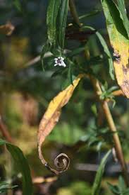 Image result for Aster lanceolatus