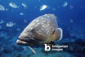 Image result for Epinephelus marginatus