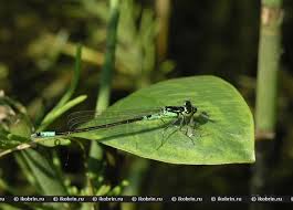 Attēlu rezultāti vaicājumam “Coenagrion armatum male”