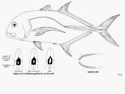 Image result for Caranx ignobilis