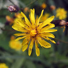 Attēlu rezultāti vaicājumam “Crepis paludosa flower”