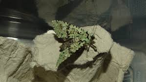 Attēlu rezultāti vaicājumam “Griposia aprilina”