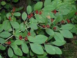 Attēlu rezultāti vaicājumam “Lonicera xylosteum fruit”