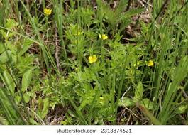 Attēlu rezultāti vaicājumam “Potentilla erecta flower”