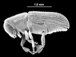 Attēlu rezultāti vaicājumam “Hylastes sp.”