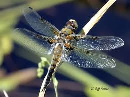 Attēlu rezultāti vaicājumam “Libellula quadrimaculata eggs”