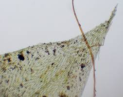 Attēlu rezultāti vaicājumam “Sciuro-hypnum curtum”