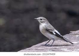 Image result for Ficedula albicollis