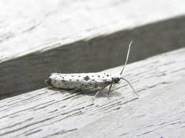 Attēlu rezultāti vaicājumam “Yponomeuta plumbella”