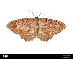 Attēlu rezultāti vaicājumam “Hydria undulata”