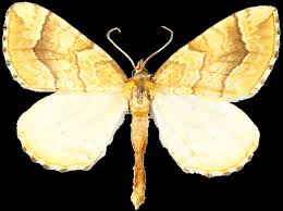 Attēlu rezultāti vaicājumam “Eulithis mellinata”