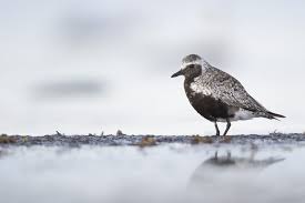 Attēlu rezultāti vaicājumam “Pluvialis squatarola adult”