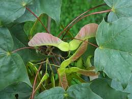 Attēlu rezultāti vaicājumam “Acer platanoides fo. schwedleri”