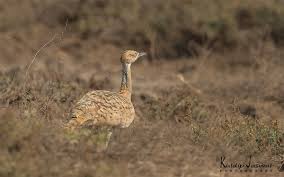 Image result for Chlamydotis macqueenii