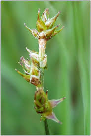 Attēlu rezultāti vaicājumam “Carex echinata”