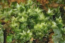 Attēlu rezultāti vaicājumam “Hygrohypnum luridum sporophyte”