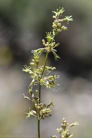 Attēlu rezultāti vaicājumam “Silene otites”