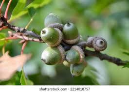 Attēlu rezultāti vaicājumam “Quercus rubra fruit”