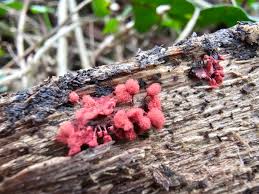 Attēlu rezultāti vaicājumam “Colloderma oculatum macro”