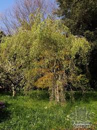 Attēlu rezultāti vaicājumam “Betula pendula Youngii”