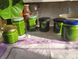 Attēlu rezultāti vaicājumam “Allium ursinum fruit”