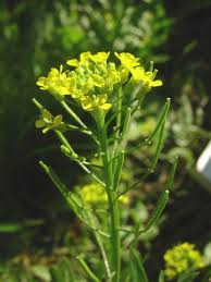 Attēlu rezultāti vaicājumam “Erysimum hieracifolium”