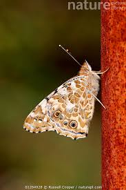 Attēlu rezultāti vaicājumam “Vanessa cardui underside”