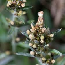 Attēlu rezultāti vaicājumam “Gnaphalium sylvaticum leaf”