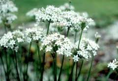 Image result for Allium tuberosum