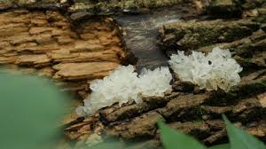 Attēlu rezultāti vaicājumam “Lindbladia tubulina”