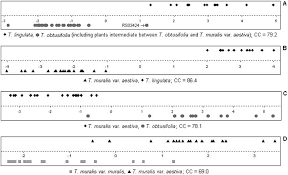 Attēlu rezultāti vaicājumam “Tortula lingulata”