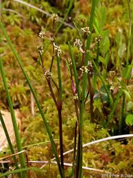 Attēlu rezultāti vaicājumam “Scheuchzeria palustris fruit”