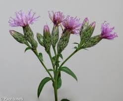 Attēlu rezultāti vaicājumam “Serratula tinctoria”