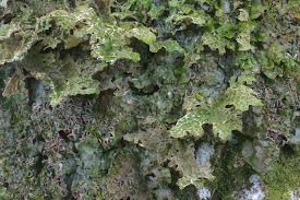 Attēlu rezultāti vaicājumam “Thelopsis rubella”