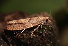 Attēlu rezultāti vaicājumam “Epinotia sordidana”