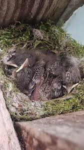 Attēlu rezultāti vaicājumam “Muscicapa striata nest”