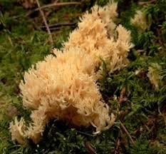 Attēlu rezultāti vaicājumam “Clavulina coralloides”