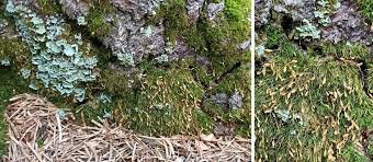 Attēlu rezultāti vaicājumam “Schistidium apocarpum stalked”