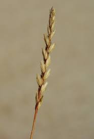 Attēlu rezultāti vaicājumam “Cynosurus cristatus fruit”