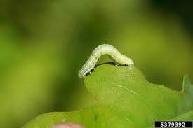 Attēlu rezultāti vaicājumam “Operophtera”