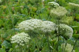 Attēlu rezultāti vaicājumam “Cenolophium denudatum”