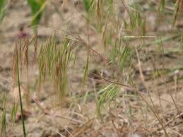 Attēlu rezultāti vaicājumam “Anisantha tectorum fruit”
