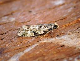 Attēlu rezultāti vaicājumam “Nemapogon cloacella”