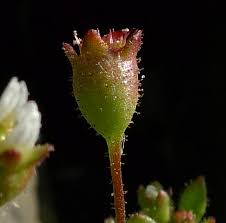 Attēlu rezultāti vaicājumam “Saxifraga tridactylites flower”