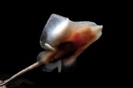 Image result for Amblyraja hyperborea