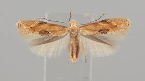 Attēlu rezultāti vaicājumam “Bucculatricidae”