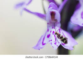 Attēlu rezultāti vaicājumam “Micropterix aureatella”