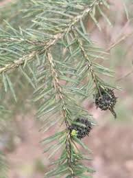 Attēlu rezultāti vaicājumam “Sacchiphantes abietis”