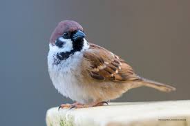 Attēlu rezultāti vaicājumam “Passer montanus”